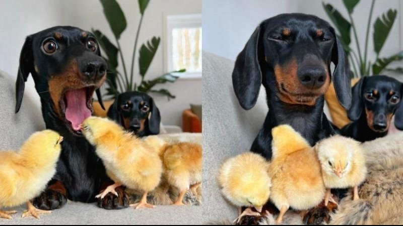 Loulou e Coco são dois cachorros que fazem sucesso na internet, e além deles, diversos pintinhos também fazem parte da família Melhor sequência de fotos do dia: pintinho “morde” a língua de cachorro e a reação comove a internet Cachorro com ara de dor e pi - Reprodução