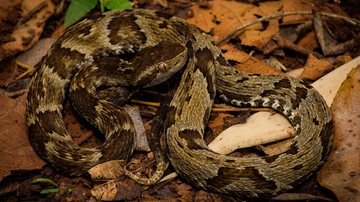 Espécie é considerada ameaçada de extinção Nova espécie de jararaca é descoberta na ilha da Moela, em Guaruja Cobra no meio da folhagem - William W. Booker