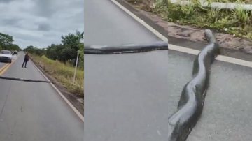 Contador ia de moto encontrar cliente quando se deparou com sucuri atravessando estrada Vídeo: Homem flagra sucuri descomunal em estrada de Roraima Sucuri descumunal em três ângulos - Imagem: Reprodução / Tailan Barros
