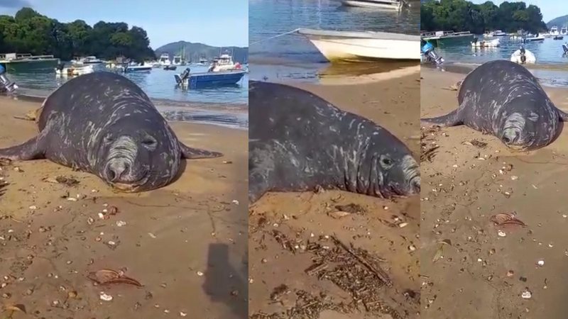Elefante-marinho visita Litoral Norte para descansar - Reprodução/web