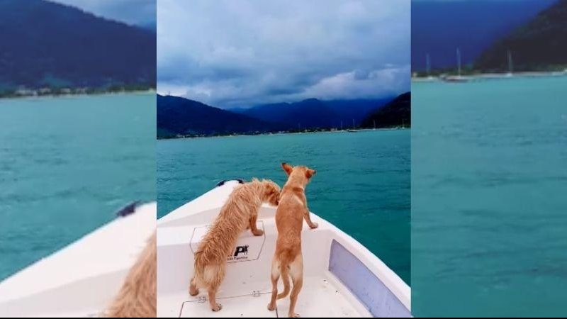 Cachorros aproveitaram um dia de sol na lancha junto ao dono, Adilson Teixeira, morador de Ubatuba Cachorros na lancha Dois cachorros na lancha em meio ao mar em Ubatuba - Reprodução