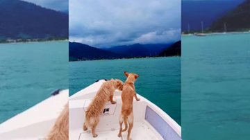 Cachorros aproveitaram um dia de sol na lancha junto ao dono, Adilson Teixeira, morador de Ubatuba Cachorros na lancha Dois cachorros na lancha em meio ao mar em Ubatuba - Reprodução