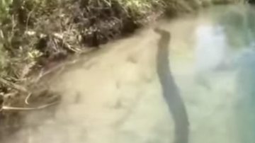 Casal viu a cobra enquanto desciam de boia Cross no rio Formoso, na cidade Bonito, em Mato Grosso do Sul Casal é surpreendido com sucuri de quase sete metros Cobra no rio - Reprodução