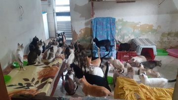 Ao todo são 62 gatos e 14 cachorros em casa transformada em abrigo por Domingos Menache Abrigo de animais Abrigo de animais com gatos e cachorros no sofá e no ambiente - Arquivo Pessoal