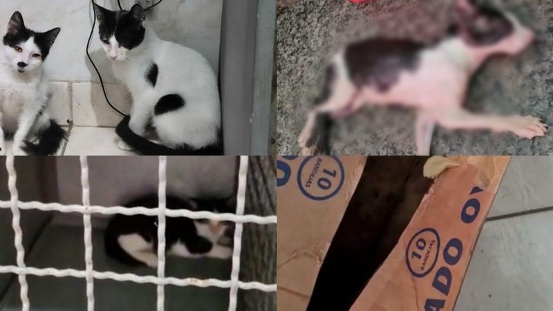 Gatos são abandonados em Praia Grande - Portal Costa Norte