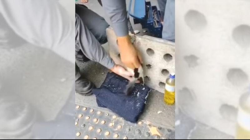 "Todas vidas importam" Vídeo mostra bombeiros resgatando gatinho de tubulação de esgoto Bombeiros tentam retirar gatinho de grelha de alvenaria - Reprodução/Instagram Corpo de Bombeiros da PMESP