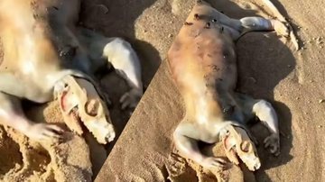 Animal exótico é encontrado em praia da Austrália - Alex Tan