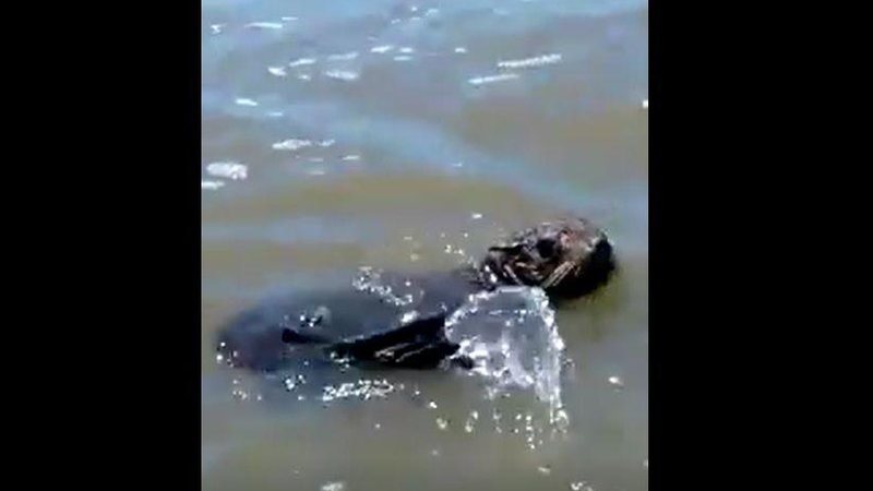 Imagem Foca brinca na beira do mar na praia de Guaraú, em Peruíbe