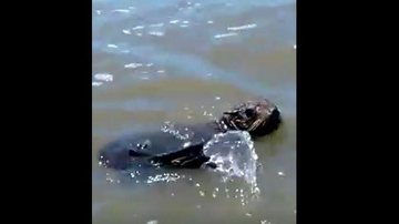 Imagem Foca brinca na beira do mar na praia de Guaraú, em Peruíbe