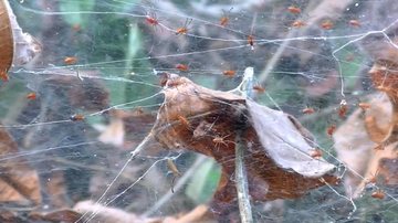 Ao sincronizarem os movimentos, detectam a presa com mais facilidade Curioso caso das aranhas que “dançam” para capturar grandes presas Pequenas aranhas na teia - Reprodução
