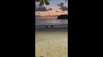 Dupla de capivaras caminhando à beira-mar Moradora flagra capivaras “curtindo” amanhecer em praia de SC; Assista - Imagem: Reprodução / Andréa Veiga