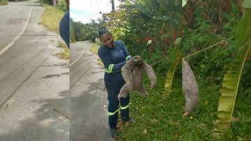 Bicho-preguiça é resgatado em Guarujá - Reprodução web