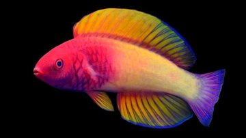 Essa é a primeira vez que um cientista das Maldivas realiza uma descoberta do tipo Peixe supercolorido Nova espécie de peixe em diversas cores - Divulgação
