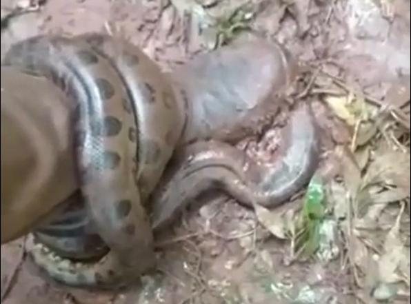 Pescador afirma que ela estava tentando arrastar ele para dentro do rio para se alimentar dele Sucuri enrolada em pé de pescador Sucuri enrolada no pé do pescador - Reprodução/Sou Pescador Nato