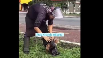Funcionários estavam cortando grama quando ouviram o cachorro chorando e o resgataram em seguida Resgate de cachorro Cachorro resgatado por um funcionário - Divulgação/Praia Grande Mil Grau