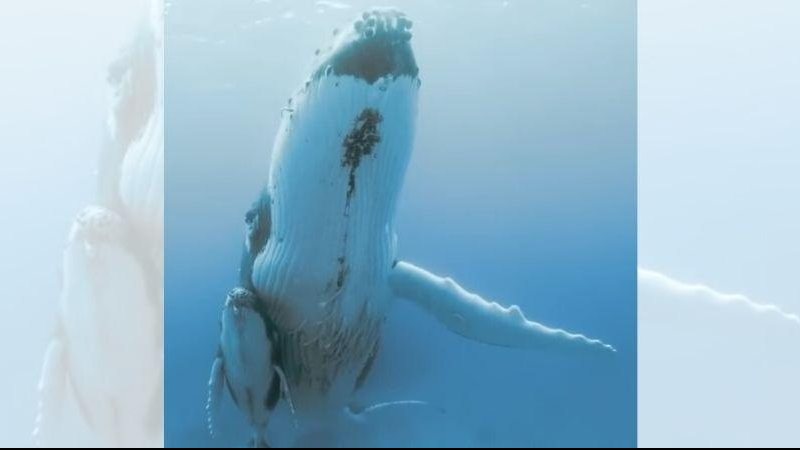 Durante o inverno e a primavera do hemisfério sul, as jubartes vão em busca de águas mais quentes, para acasalar, ter seus filhotes e amamentá-los Vídeo mostra mamãe jubarte protegendo seu filhote no Oceano Pacífico Baleia jubarte com seu bebê ao lado no O - Reprodução/SeaLegacy