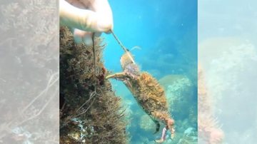 Mergulhadores perceberam que a corda estava fundida no corpo do animal, provavelmente ele cresceu com ela ali Vídeo incrível mostra o resgate de um caranguejo em Ubatuba: “livre como deve ser” Caranguejo no fundo do mar - Reprodução