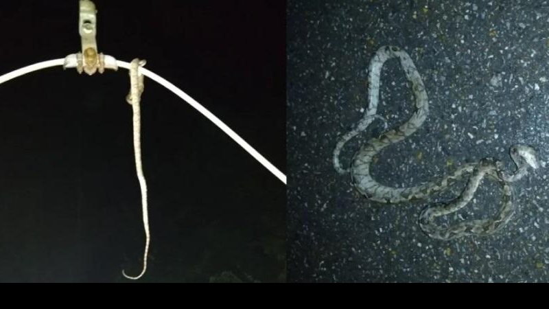 Serpente não resistiu a descarga elétrica e faleceu Cobra morre eletrocutada e causa apagão em cinco municípios Foto da cobra enroscada no fio e outra foto dela morta caída no chão - Reprodução