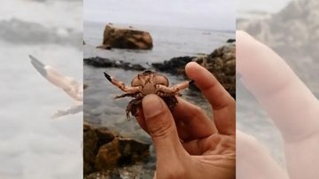 Autor do vídeo e da publicação afirmou que o animal estava morto, era só a casca Vídeo de caranguejo fazendo a “dança da mãozinha” viraliza na internet Mão segundando o caranguejo - Reprodução