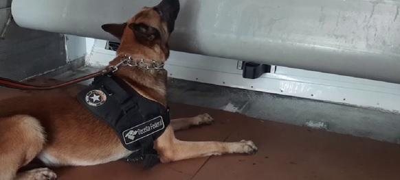 Um dos cães de faro da Receita Federal auxiliou na vistoria dos contêineres Cerca de 50 kg de cocaína são apreendidos no Porto de Santos Cão de faro cheirando a estrutura do contêiner - Divulgação