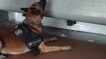 Um dos cães de faro da Receita Federal auxiliou na vistoria dos contêineres Cerca de 50 kg de cocaína são apreendidos no Porto de Santos Cão de faro cheirando a estrutura do contêiner - Divulgação