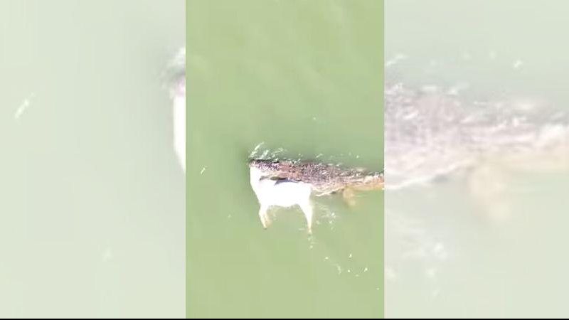 Crocodilos adultos costumam se alimentar de grandes vertebrados Impressionante: Vídeo mostra crocodilo carregando uma vaca em um rio Crocodilo carrega vaca por rio da Austrália - Reprodução/Instagram