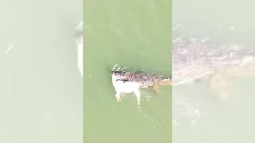 Crocodilos adultos costumam se alimentar de grandes vertebrados Impressionante: Vídeo mostra crocodilo carregando uma vaca em um rio Crocodilo carrega vaca por rio da Austrália - Reprodução/Instagram