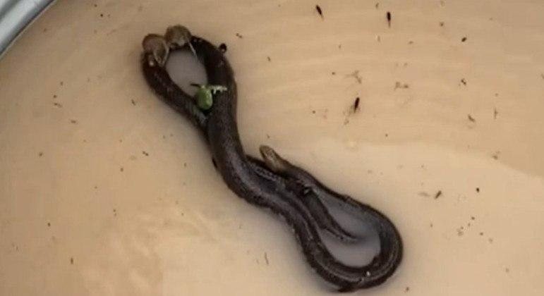Mesmo sendo de uma espécie extremamente peçonhenta, cobra entendeu o momento de desespero de seus "passageiros" e os transportou numa boa Cobra venenosa “vira uber” após enchente Cobra em um tanque com água barrenta e sapos, besouros e um rato em seu dorso - REPRODUÇÃO/TIKTOK/@CARLEEN2332