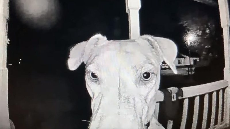 Como a família não acordou com os aranhões que ela fazia na porta, resolveu tocar a campainha Cachorro foge de casa e volta de madrugada tocando a campainha e pedindo para entrar Focinho da cadela - Reprodução