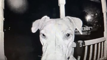 Como a família não acordou com os aranhões que ela fazia na porta, resolveu tocar a campainha Cachorro foge de casa e volta de madrugada tocando a campainha e pedindo para entrar Focinho da cadela - Reprodução