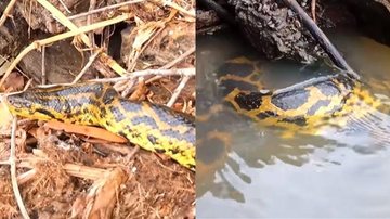 Uma das cobras estava em cima de um barrando na encosta do rio, e a outra estava dentro da água Pescadores são surpreendidos por duas sucuris-amarelas Cobra no barrando e outra dentro do rio - Reprodução