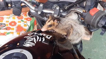 Mari França disse que o animal deve ter subido com medo dos animais de estimação do grupo Gambá na moto Gambá em cima da moto - Arquivo Pessoal