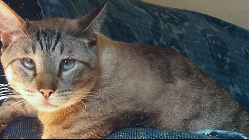 Pet desapareceu no bairro Caneleira, zona noroeste de Santos Mulher desesperada pede ajuda para encontrar gato com alzheimer que desapareceu Foto do gato - Reprodução Facebook