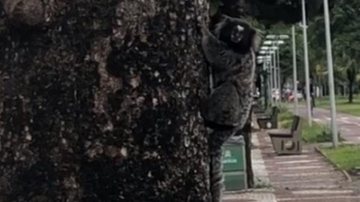 População afirma que o sagui deve ter sido abandonado na orla Sagui é flagrado na orla da praia em Santos Macaco na árvore - Reprodução