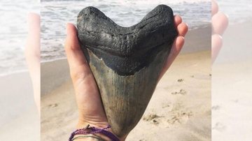 Fóssil foi encontrado por mergulhadores em 2018, na Carolina do Norte, nos Estados Unidos Dente de tubarão extinto a milhões de anos é encontrado e foto viraliza Mão segurando o dente - Reprodução