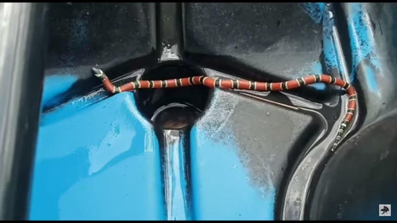 Coral verdadeira em caiaque de pescador esportivo. Mesmo dócil, serpente, com veneno mortífero, é perigosa, diz biólogo Pescador fica quase uma hora com cobra coral em caiaque e sai ileso: “Pensei que era isca” Cobra coral em caiaque - Imagem: Reprodução / Biólogo Henrique - O Biólogo das Cobras @Youtube / Wagner Oliveira @W.O Finshing