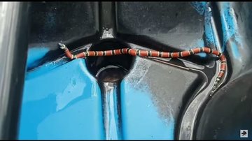 Coral verdadeira em caiaque de pescador esportivo. Mesmo dócil, serpente, com veneno mortífero, é perigosa, diz biólogo Pescador fica quase uma hora com cobra coral em caiaque e sai ileso: “Pensei que era isca” Cobra coral em caiaque - Imagem: Reprodução / Biólogo Henrique - O Biólogo das Cobras @Youtube / Wagner Oliveira @W.O Finshing