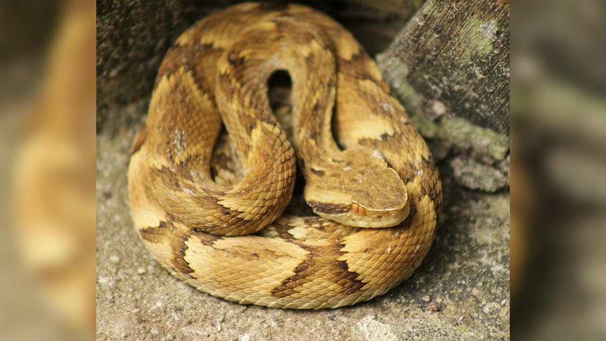 Cobra jararaca faz 'surpresa' para mulher no litoral de SP e