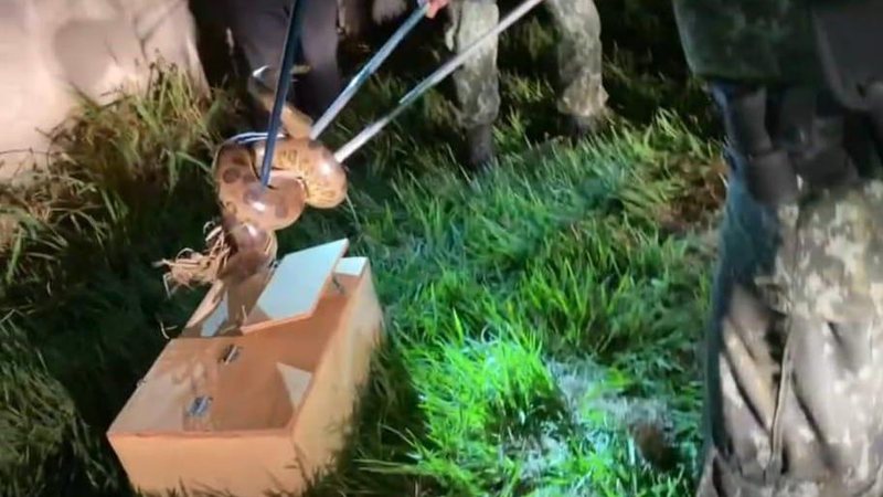 Sucuri foi capturada pela Polícia Militar Ambiental e levada até a sede do batalhão para verificar se estava machucada ou se havia problemas de saúde Sucuri é resgatada em ponto de ônibus Policial capturando a cobra - Divulgação