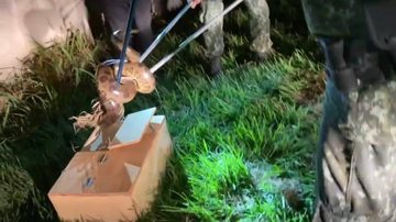 Sucuri foi capturada pela Polícia Militar Ambiental e levada até a sede do batalhão para verificar se estava machucada ou se havia problemas de saúde Sucuri é resgatada em ponto de ônibus Policial capturando a cobra - Divulgação