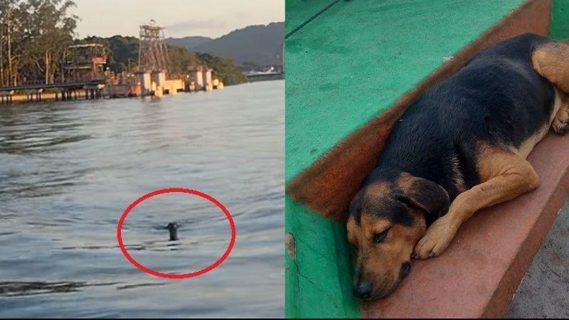 Animal estava nadando no canal e foi resgatado e mantido em segurança no estaleiro Cachorro desaparecido estava nadando no canal de travessia entre Santos e Guarujá Cachorro dentro do mar e outra foto dele dormindo dentro da catraia - Reprodução