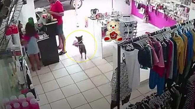 De acordo com a dona da loja de roupas para crianças, Damaris Rodrigues, o cão sempre circula pela rua do estabelecimento, porém, um certo dia, o ‘meliante canino’ decidiu levar uma pelúcia que estava à venda. Inicialmente, ninguém percebeu o crime Cachor - Reprodução / Metrópoles