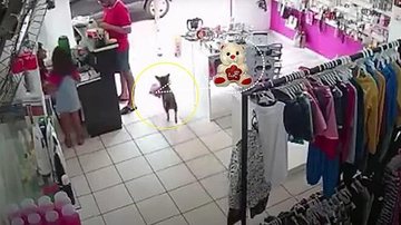 De acordo com a dona da loja de roupas para crianças, Damaris Rodrigues, o cão sempre circula pela rua do estabelecimento, porém, um certo dia, o ‘meliante canino’ decidiu levar uma pelúcia que estava à venda. Inicialmente, ninguém percebeu o crime Cachor - Reprodução / Metrópoles