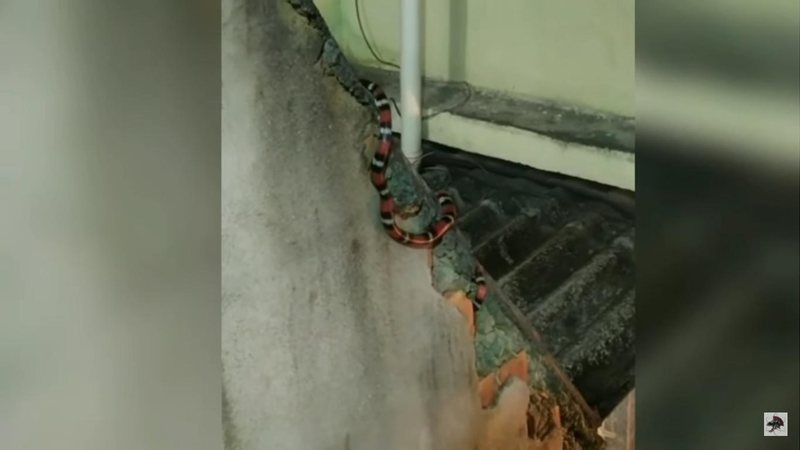 Cobra estrangeira se esgueirando por telhado de vila. Moradores acreditavam que se tratava da mortífera coral verdadeira e entraram em pânico Mundo Animal - Coral exótica estrangeira surge do nada e causa pânico em vila no RJ: “Não deveria estar ali”, diz - Imagem: Reprodução / Biólogo Henrique o Biólogo das Cobras / Marcos 'Rinka' Ramôa