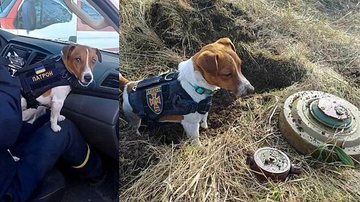 Cachorro policial já salvou diversas vidas encontrando bombas - Reprodução/web