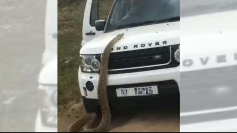 Passageiro do carro entra no veículo, e ainda com a porta aberta, o motorista começa a dar marcha à ré Uma das maiores cobras do planeta tenta subir em capô de carro e assusta turistas Cobra em cima do capô de um carro branco - Reprodução