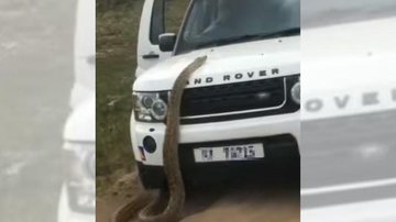 Passageiro do carro entra no veículo, e ainda com a porta aberta, o motorista começa a dar marcha à ré Uma das maiores cobras do planeta tenta subir em capô de carro e assusta turistas Cobra em cima do capô de um carro branco - Reprodução