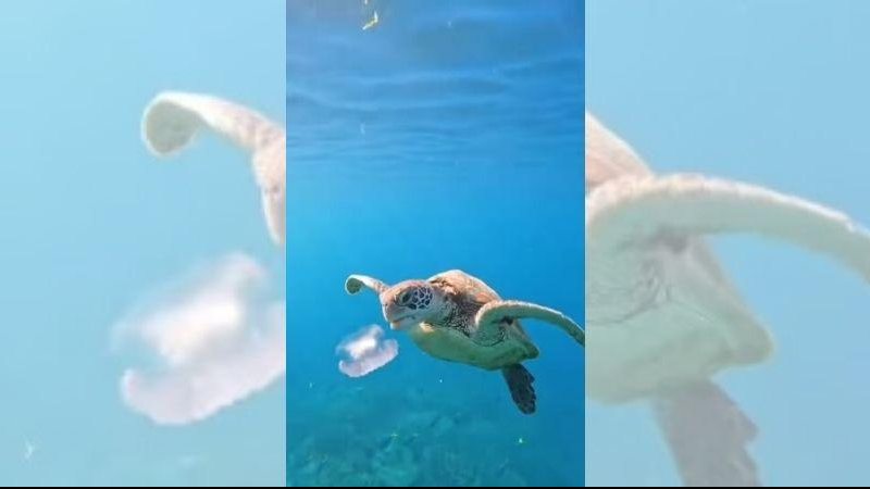 Águas-vivas entram na dieta de tartarugas-verdes jovens Vídeo mostra tartaruga-verde “papando” uma água-viva Tartaruga-verde abocanha água-viva no oceano - Reprodução/Instagram