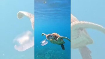 Águas-vivas entram na dieta de tartarugas-verdes jovens Vídeo mostra tartaruga-verde “papando” uma água-viva Tartaruga-verde abocanha água-viva no oceano - Reprodução/Instagram