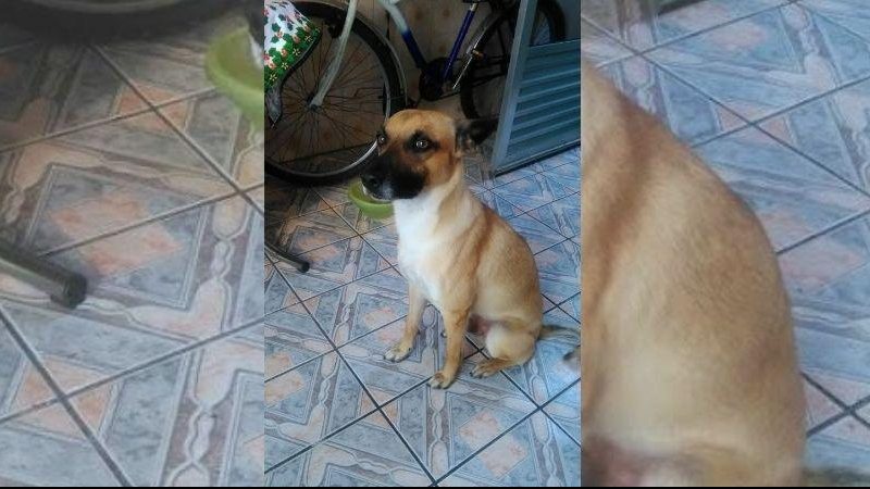 Tedi desapareceu na última quarta-feira (9) no período noturno na cidade de Santos, litoral de São Paulo Cachorro desaparecido Cachorro olhando para o lado - Arquivo Pessoal